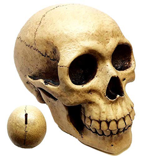 Atlantic Collectibles Large Bone Cream Homosapien Skull Money Bank Figurine